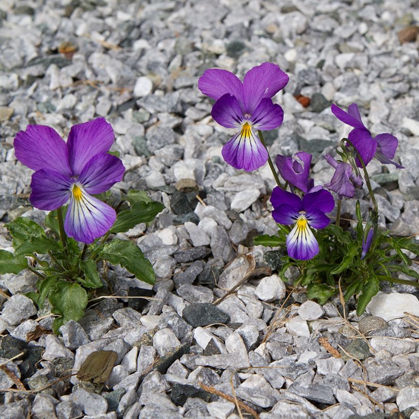 Viola corsica - Corsicaans viooltje (Groeiplaats)