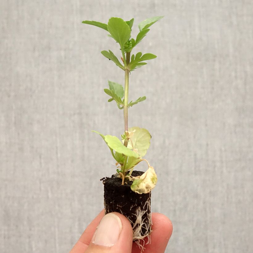 Exemplaar van Viola Etain - Hoornviooltje Mini-mot Ø 3/4 cm zoals geleverd in de herfst