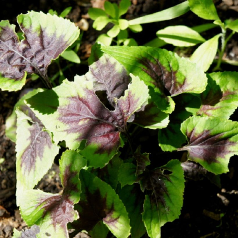 Viola koreana Heartthrob - Viool (Blad)