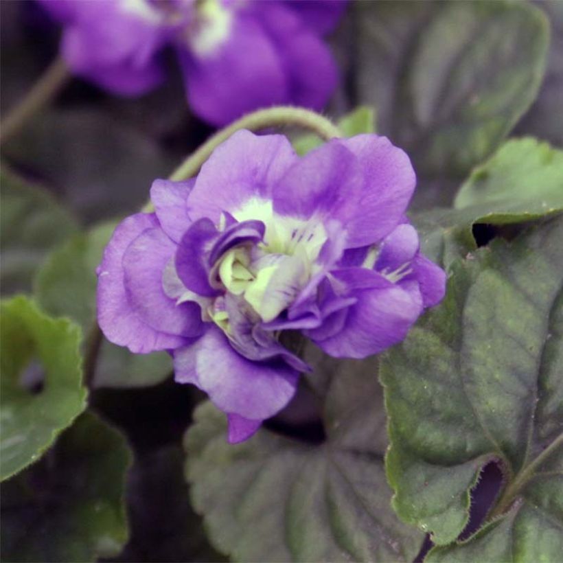Viola odorata Plena - Geurviooltje (Bloei)