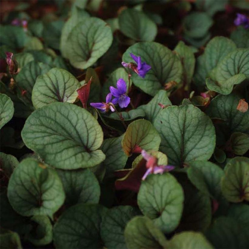 Viola walteri Silver Gem - Viool (Blad)