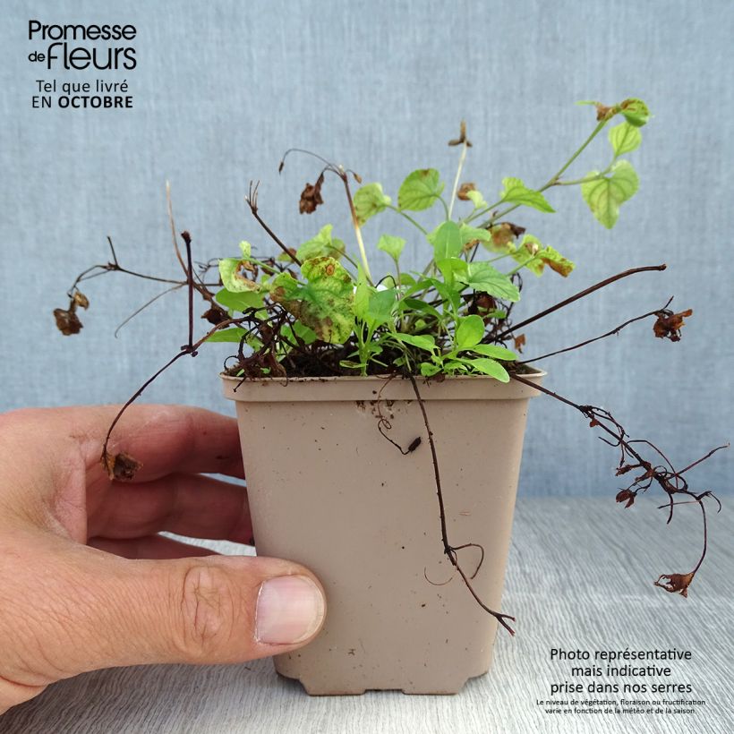 Exemplaar van Viola reichenbachiana - Donkersporig bosviooltje Kweekpotje van 8/9 cm zoals geleverd in de herfst