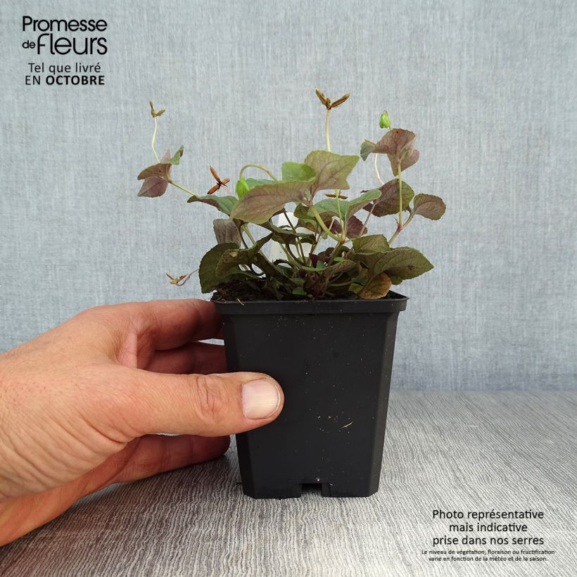 Exemplaar van Viola riviniana var. purpurea - Bleeksporig bosviooltje Kweekpotje van 8/9 cm zoals geleverd in de herfst