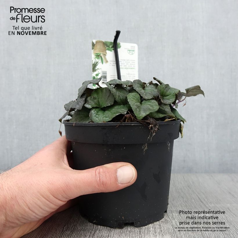 Exemplaar van Viola riviniana var. purpurea - Bleeksporig bosviooltje Pot van 1,5 l/2 l zoals geleverd in de herfst
