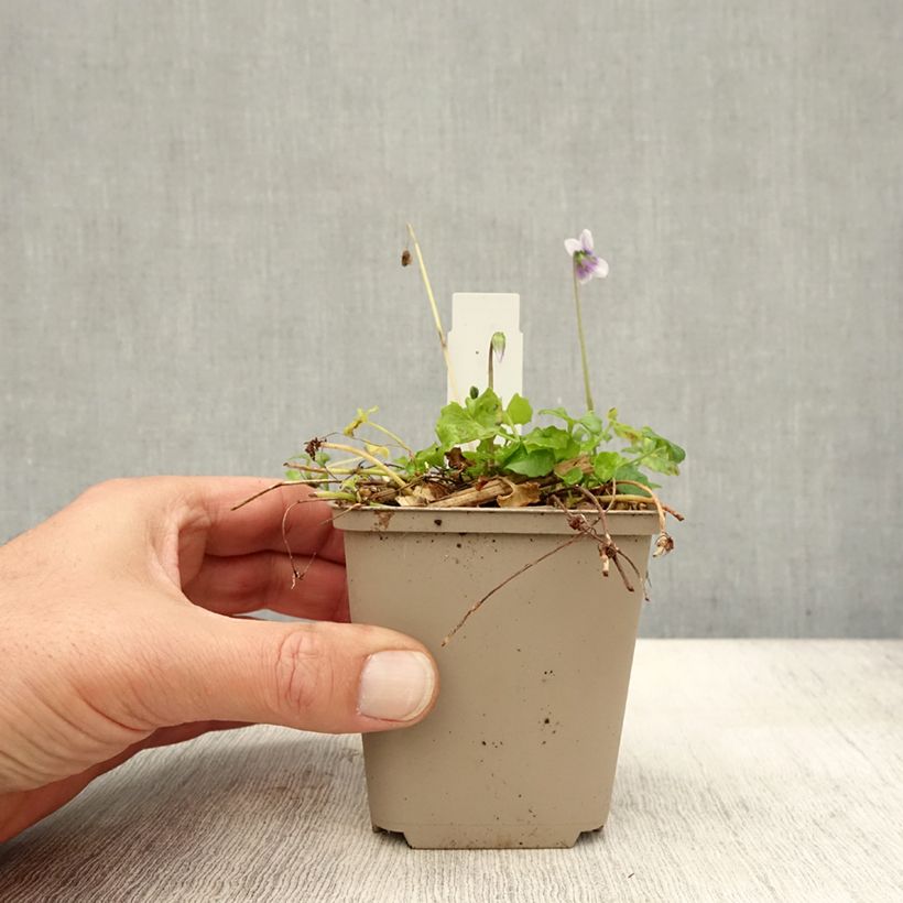 Exemplaar van Viola hederacea - Klimopviooltje Kweekpotje van 8/9 cm zoals geleverd in de herfst
