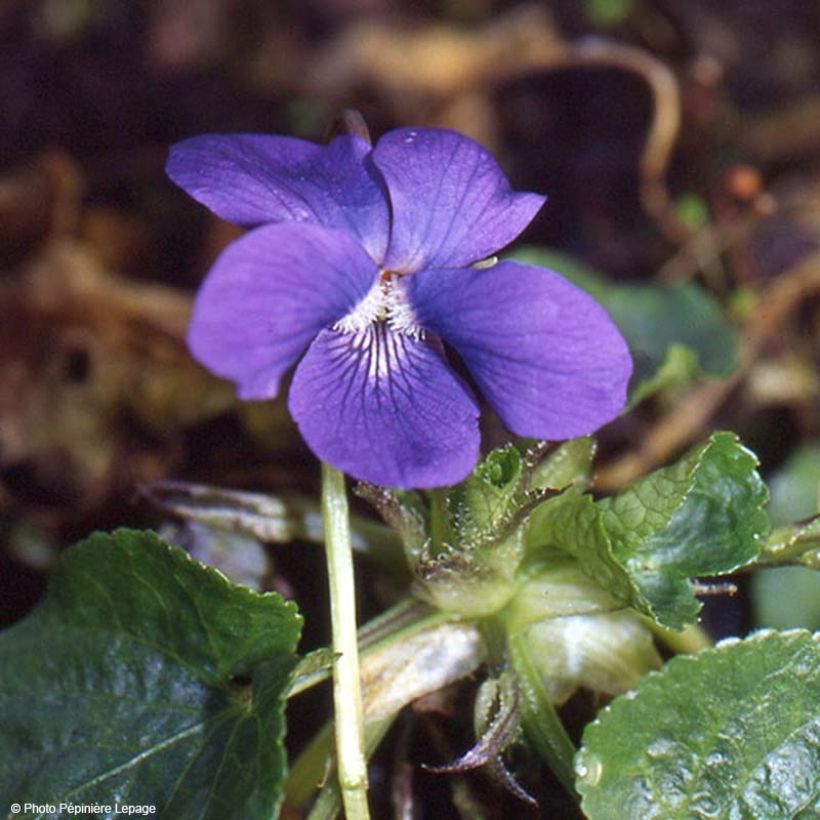 Viola odorata Mrs Pinehurst - Geurviooltje (Bloei)