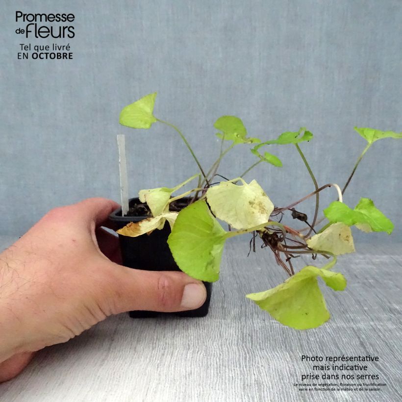 Exemplaar van Viola odorata Mrs Pinehurst - Geurviooltje Kweekpotje van 8/9 cm zoals geleverd in de herfst