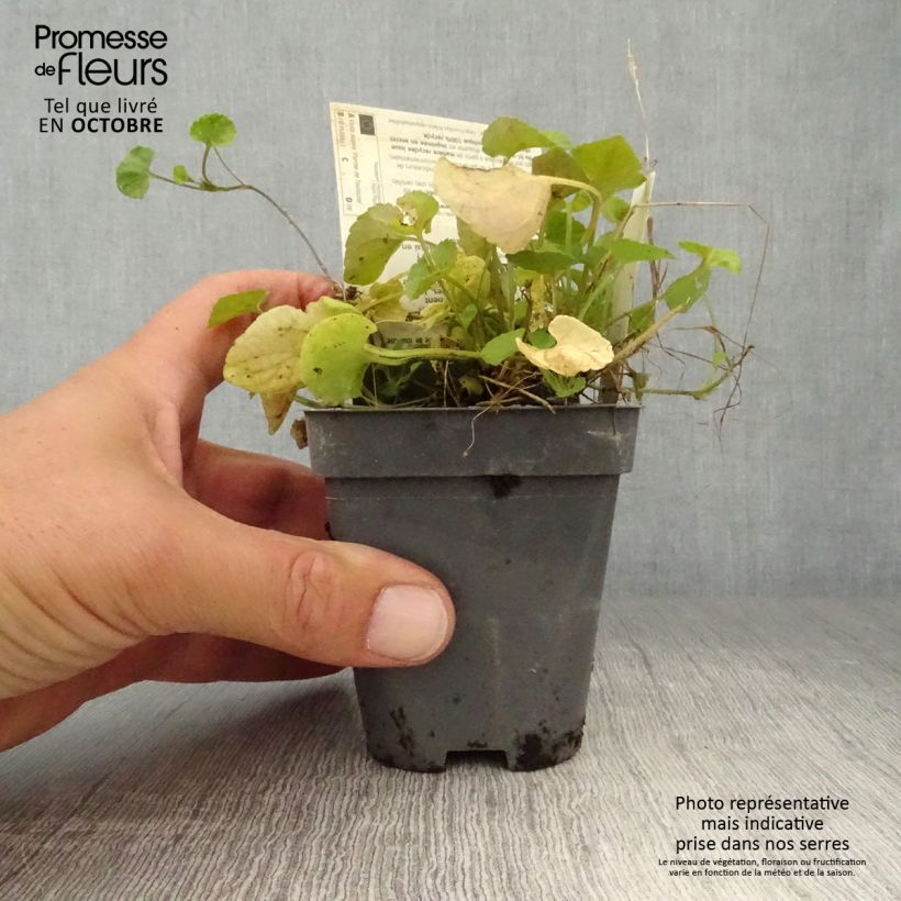 Exemplaar van Viola suavis Parme de Toulouse - Parme de Toulouse viooltje Kweekpotje van 7/8 cm zoals geleverd in de herfst