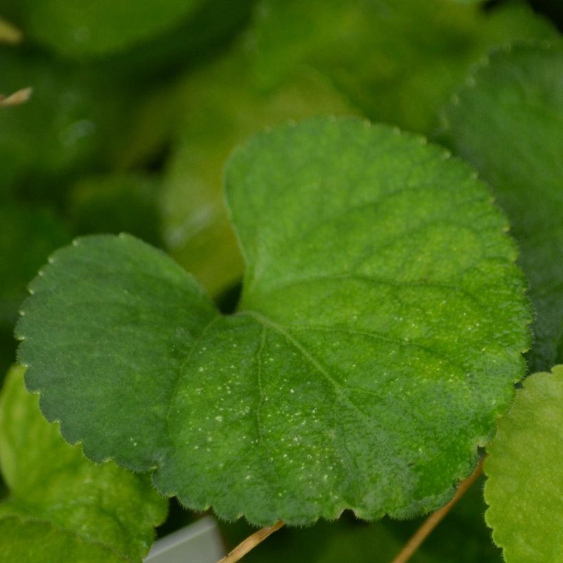 Viola odorata Alba - Geurviooltje (Blad)