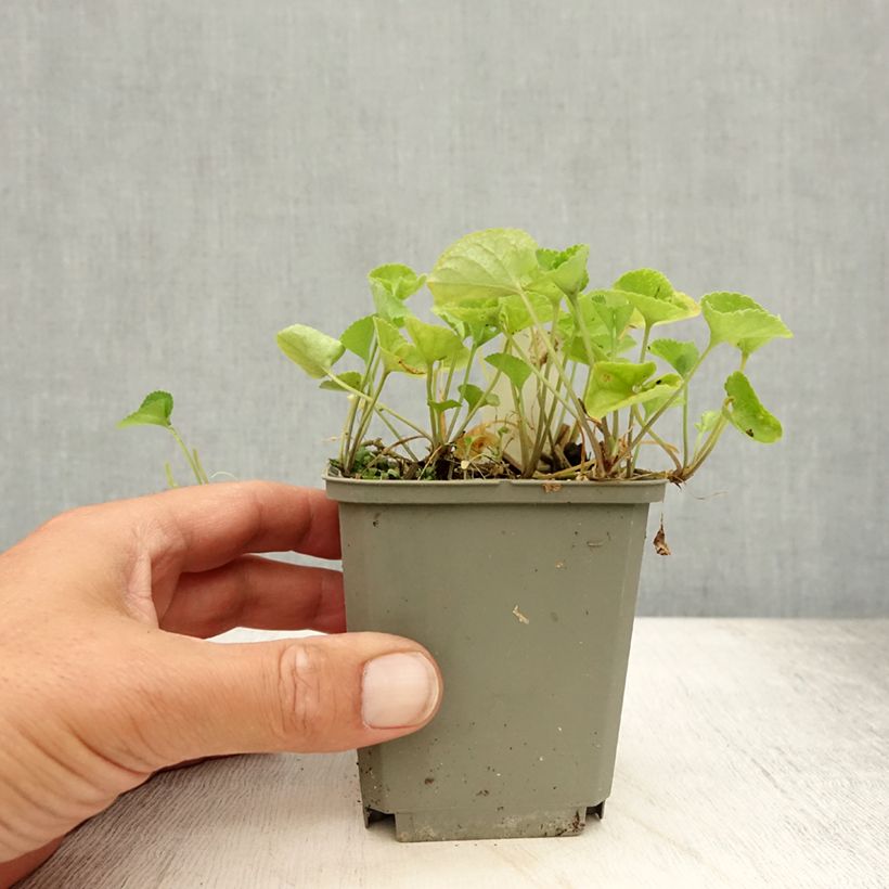 Exemplaar van Viola odorata Alba - Geurviooltje Kweekpotje van 8/9 cm zoals geleverd in de zomer