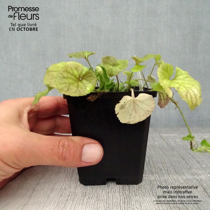 Exemplaar van Viola odorata - Geurviooltje Kweekpotje van 8/9 cm zoals geleverd in de herfst