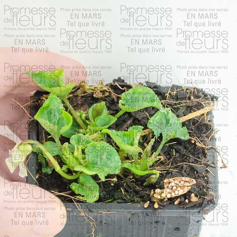 Voorbeeld van een exemplaar van Viola sororia Priceana - Zusterviooltje overblijvend Kweekpotje van 8/9 cm zoals geleverd