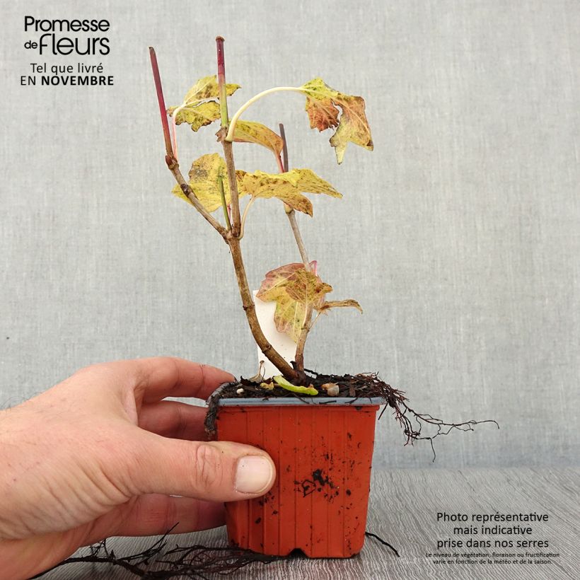 Exemplaar van Viburnum opulus Roseum - Gelderse roos Kweekpotje van 8/9 cm zoals geleverd in de herfst