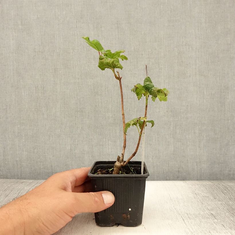 Exemplaar van Viburnum opulus Roseum - Gelderse roos Kweekpotje van 8/9 cm zoals geleverd in de zomer