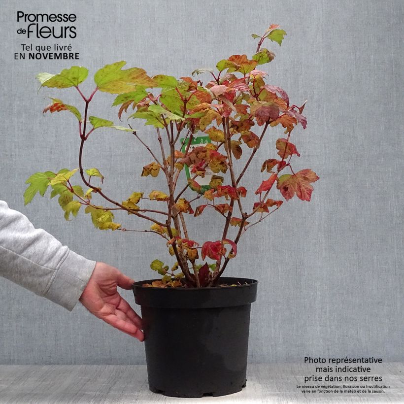 Exemplaar van Viburnum opulus Roseum - Gelderse roos Pot van 7,5 l/10 l zoals geleverd in de herfst