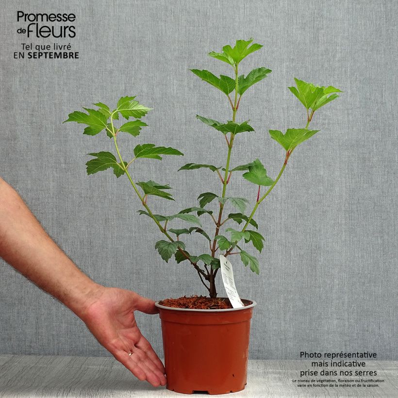 Exemplaar van Viburnum opulus Roseum - Gelderse roos Pot van 2 l/3 l zoals geleverd in de zomer