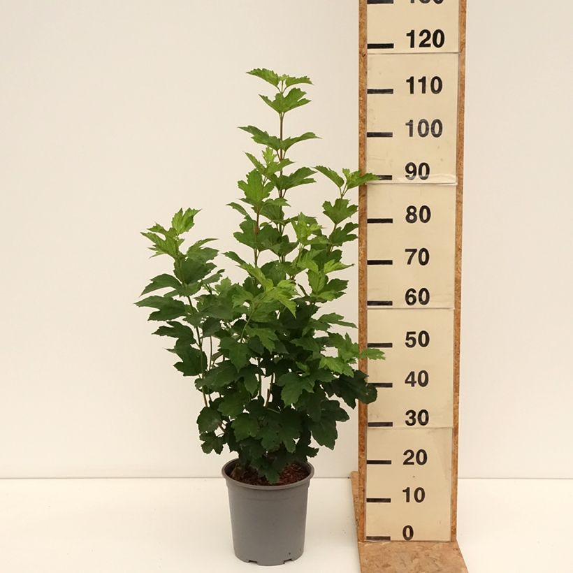 Exemplaar van Viburnum opulus Roseum - Gelderse roos Pot van 7,5 l/10 l zoals geleverd in de zomer