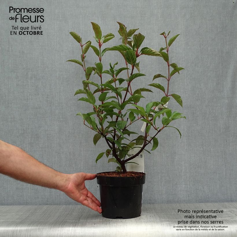 Exemplaar van Viburnum bodnantense Charles Lamont - Wintersneeuwbal Pot van 3 l/4 l zoals geleverd in de herfst
