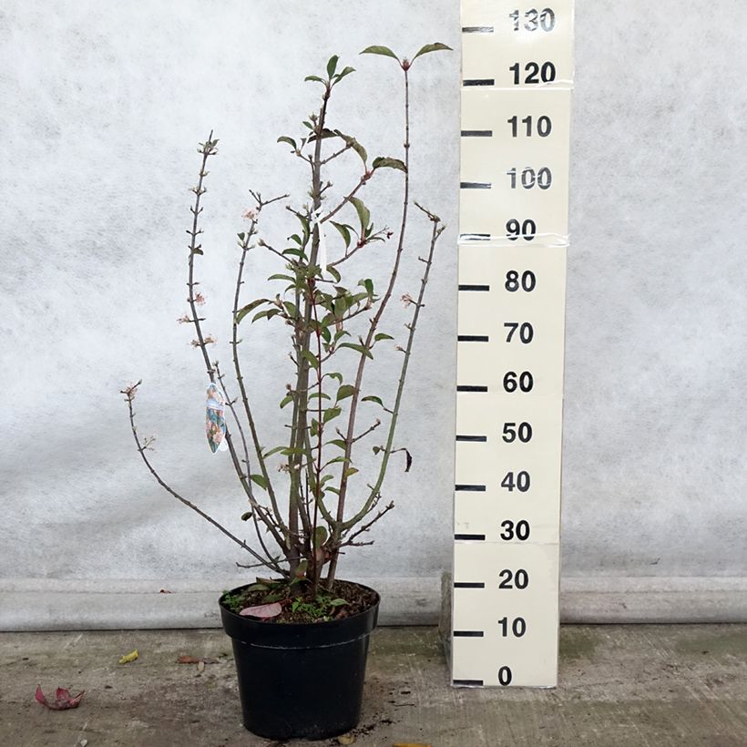 Exemplaar van Viburnum bodnantense Dawn - Wintersneeuwbal Pot van 7,5 l/10 l zoals geleverd in de herfst
