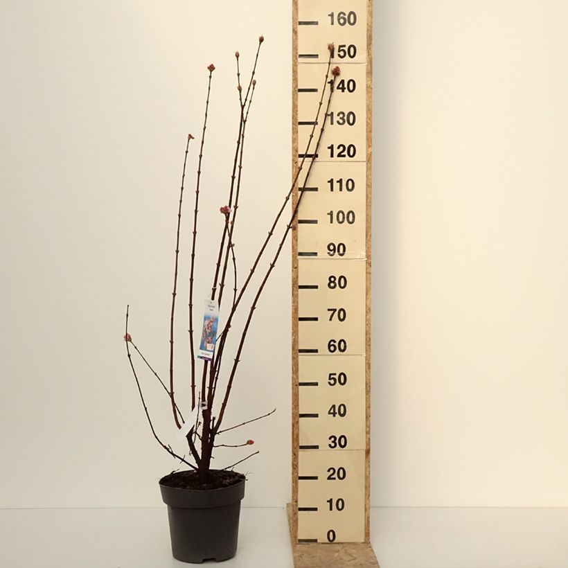 Exemplaar van Viorne d'hiver - Viburnum bodnantense Dawn Pot de 7,5L/10L zoals geleverd in de winter