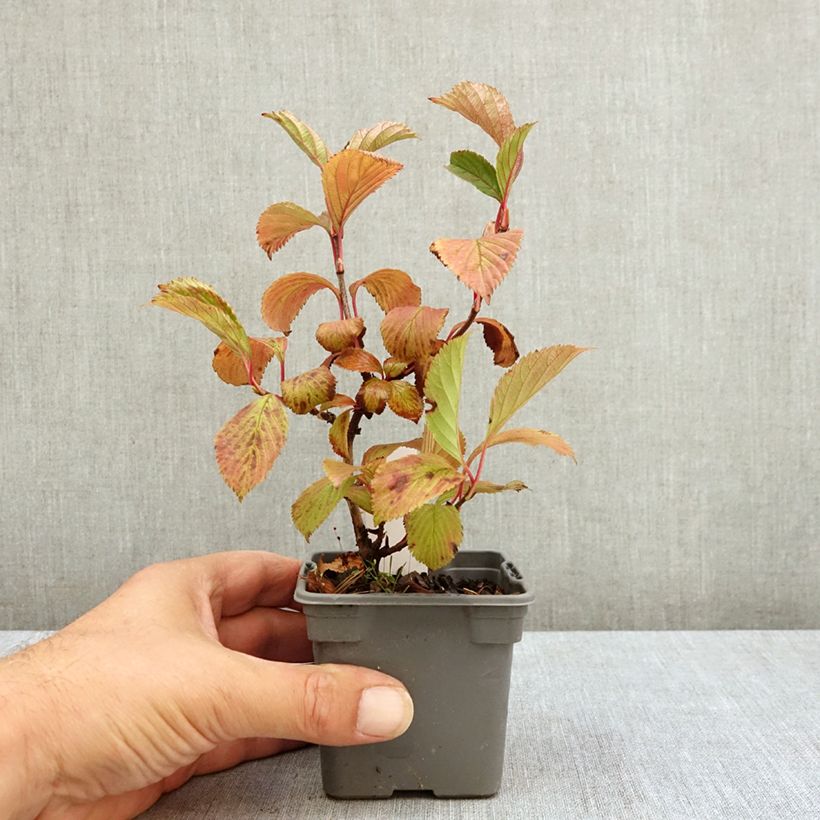 Exemplaar van Viburnum farreri - Sneeuwbal Kweekpotje van 8/9 cm zoals geleverd in de zomer
