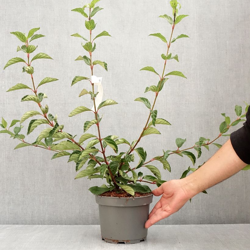 Exemplaar van Viburnum farreri - Sneeuwbal Pot van 2 l/3 l zoals geleverd in de zomer