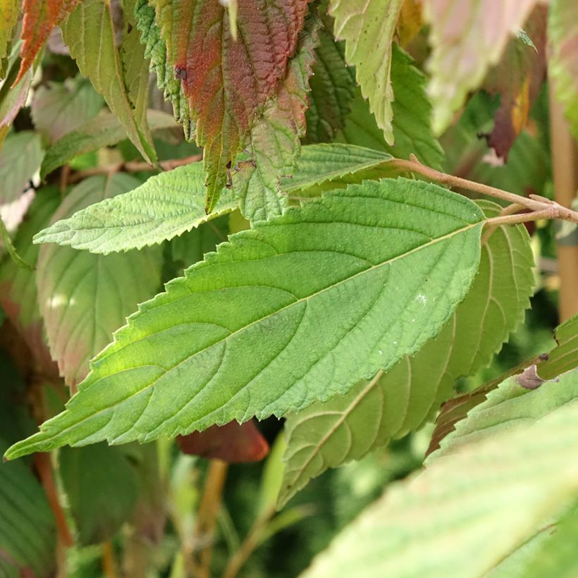 Viburnum plicatum Cascade - Japanse sneeuwbal (Blad)