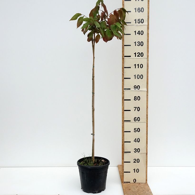 Exemplaar van Viburnum plicatum Cascade - Japanse sneeuwbal Pot van 12 l/15 l, Stengel zoals geleverd in de zomer