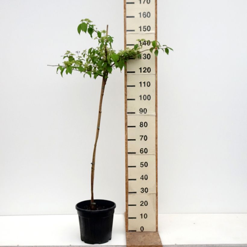 Exemplaar van Viburnum plicatum Cascade - Japanse sneeuwbal Pot van 12 l/15 l, Stengel zoals geleverd in de lente