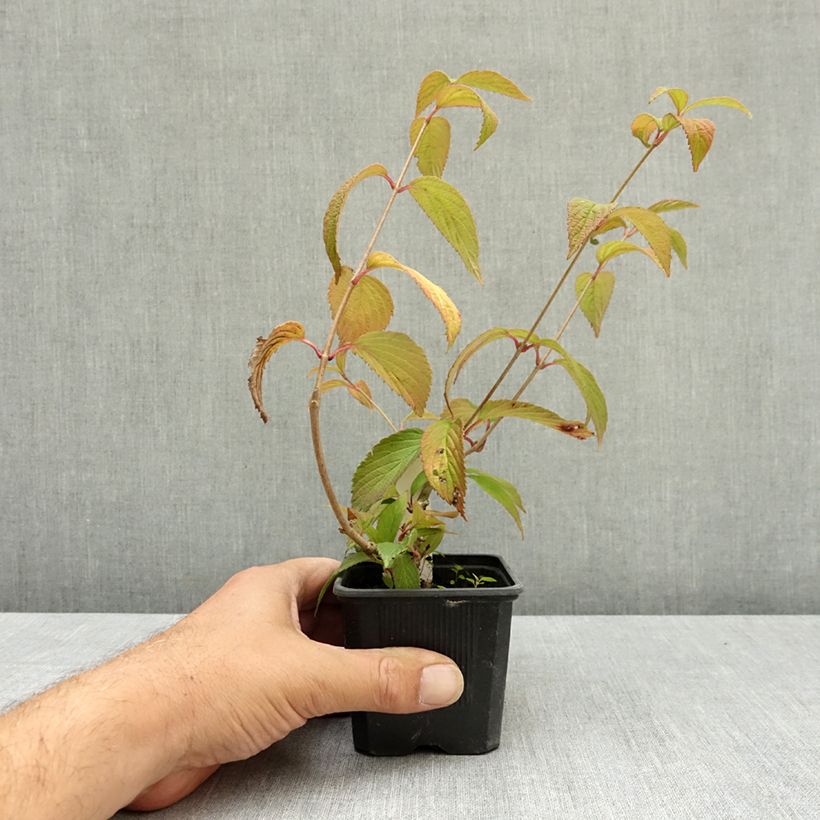 Exemplaar van Viburnum plicatum Kilimanjaro Sunrise - Japanse sneeuwbal Kweekpotje van 8/9 cm zoals geleverd in de zomer