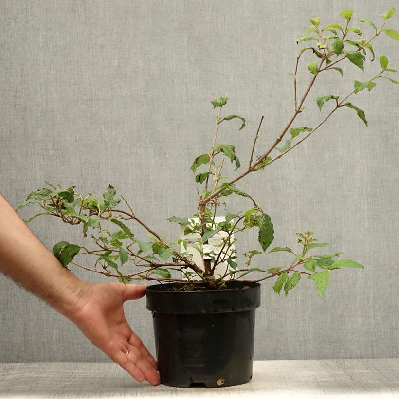 Exemplaar van Viburnum plicatum Kilimanjaro Sunrise - Japanse sneeuwbal Pot van 2 l/3 l zoals geleverd in de zomer