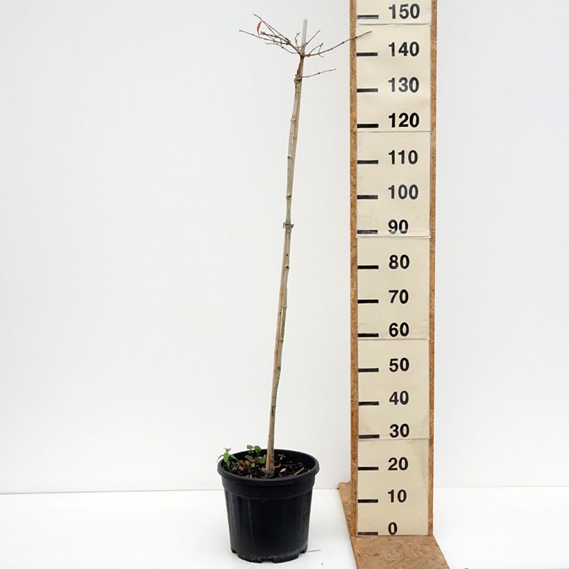 Exemplaar van Viburnum plicatum Mariesii - Japanse sneeuwbal Pot van 12 l/15 l, Stengel zoals geleverd in de herfst