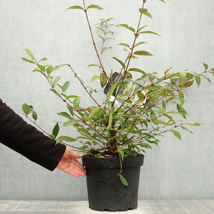 Exemplaar van Viburnum plicatum Molly Schroeder - Japanse sneeuwbal Pot van 7,5 l/10 l zoals geleverd in de herfst