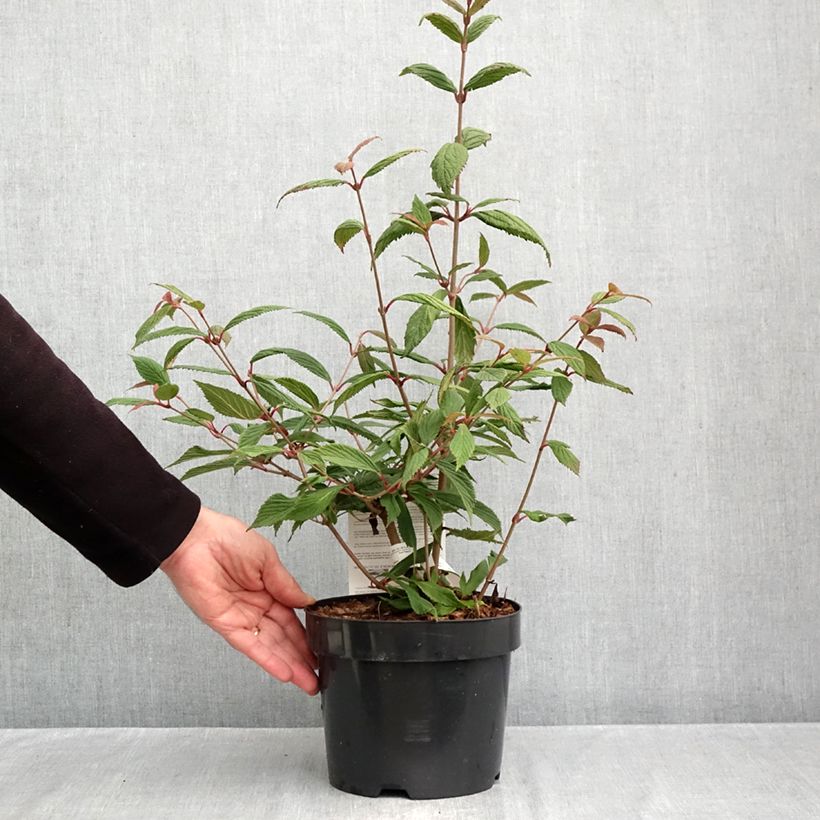 Exemplaar van Viburnum plicatum Molly Schroeder - Japanse sneeuwbal Pot van 2 l/3 l zoals geleverd in de herfst