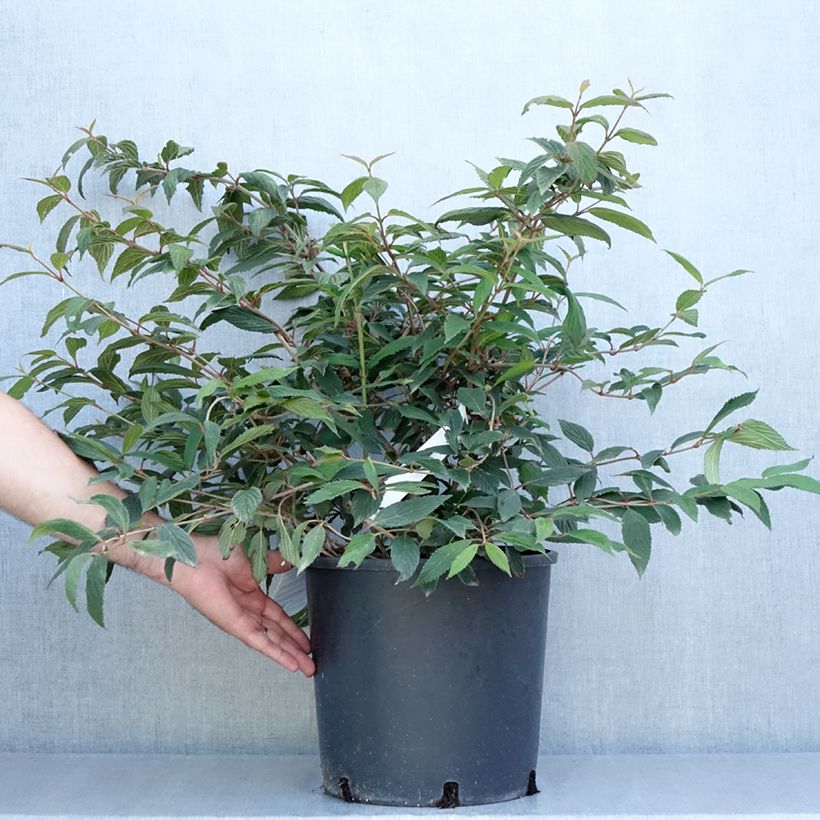 Exemplaar van Viburnum plicatum Molly Schroeder - Japanse sneeuwbal Pot van 7,5 l/10 l zoals geleverd in de zomer