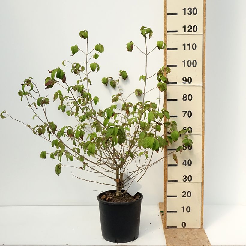 Exemplaar van Viburnum plicatum Shasta - Japanse sneeuwbal Pot van 12 l/15 l zoals geleverd in de zomer