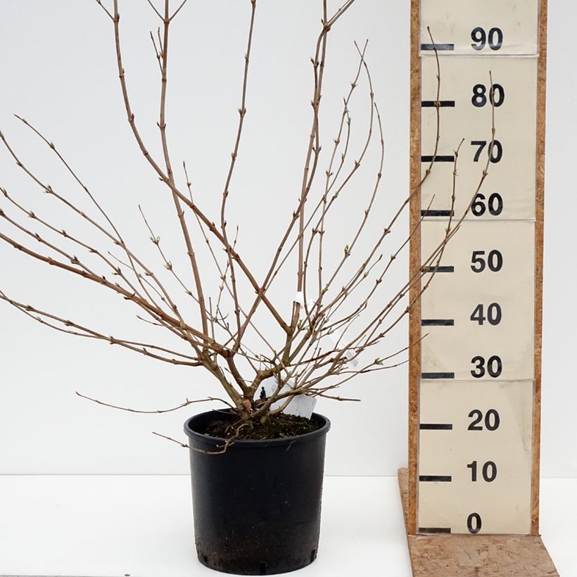 Example of Viburnum plicatum Shasta - Japanse sneeuwbal Pot van 12 l/15 l as you get in hiver