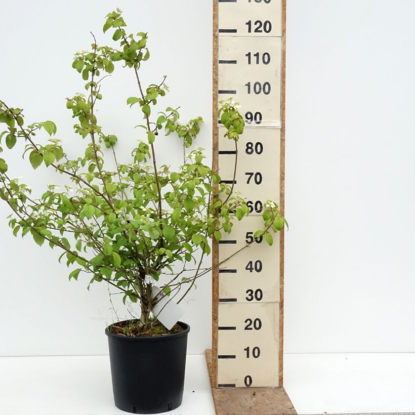 Exemplaar van Viburnum plicatum Shasta - Japanse sneeuwbal Pot van 12 l/15 l zoals geleverd in de lente