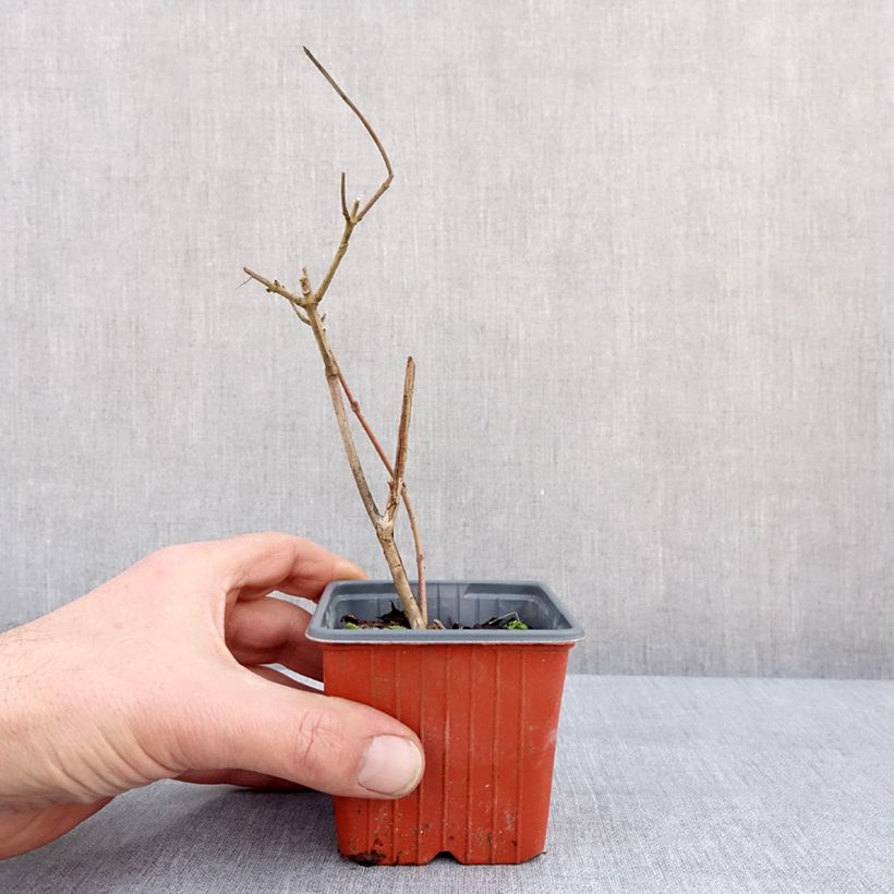 Exemplaar van Viburnum plicatum Tomentosum - Japanse sneeuwbal Kweekpotje van 8/9 cm zoals geleverd in de winter