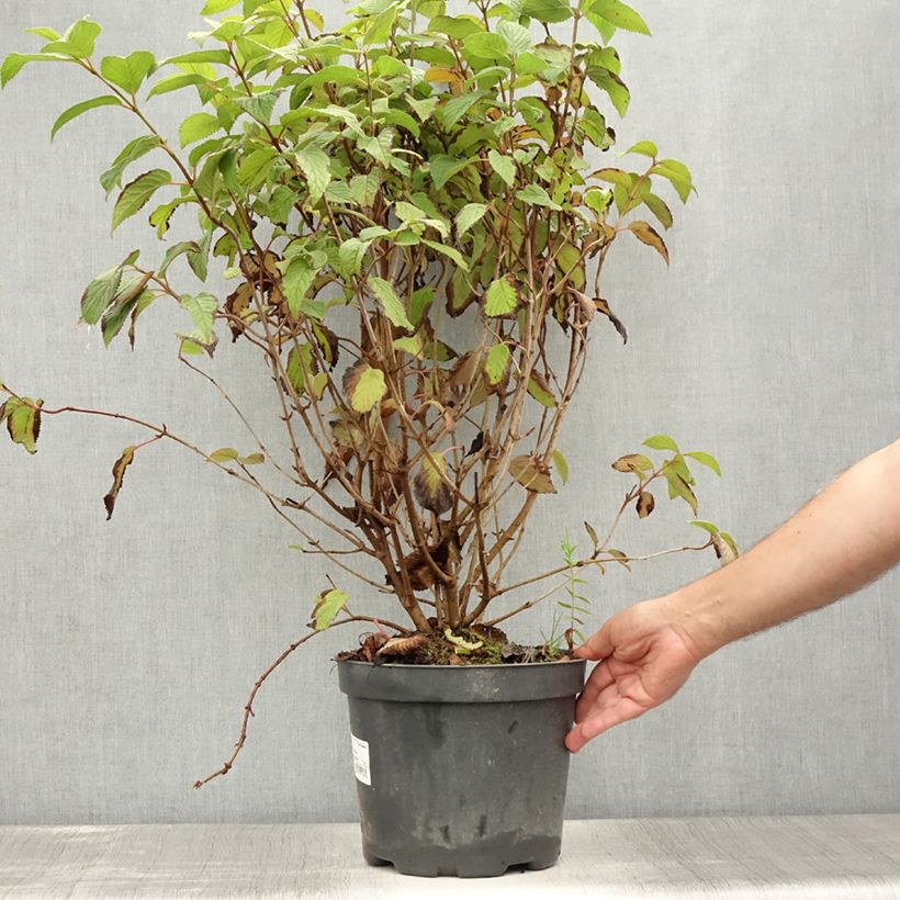 Exemplaar van Viburnum plicatum Tomentosum - Japanse sneeuwbal Pot van 7,5 l/10 l zoals geleverd in de zomer