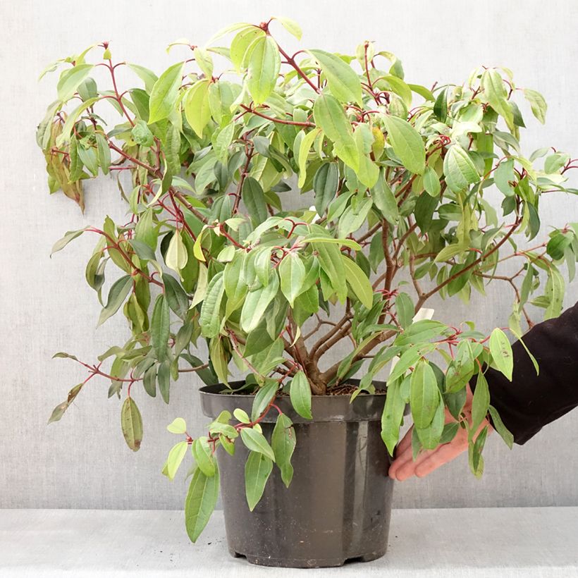 Exemplaar van Viorne de David - Viburnum davidii Angustifolium Pot de 7,5L/10L zoals geleverd in de winter