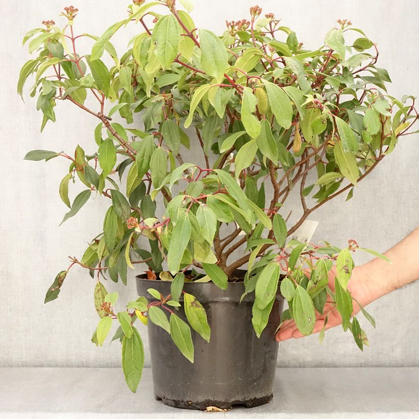 Exemplaar van Viburnum davidii Angustifolium - Sneeuwbal Pot van 7,5 l/10 l zoals geleverd in de lente