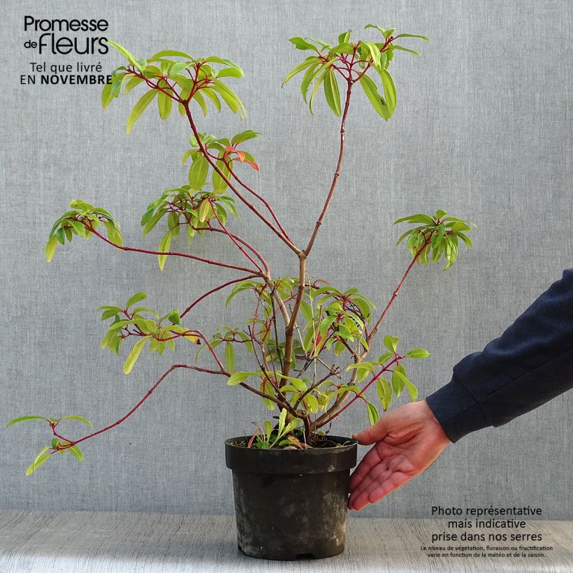 Exemplaar van Viburnum davidii Angustifolium - Sneeuwbal Pot van 3 l/4 l zoals geleverd in de herfst