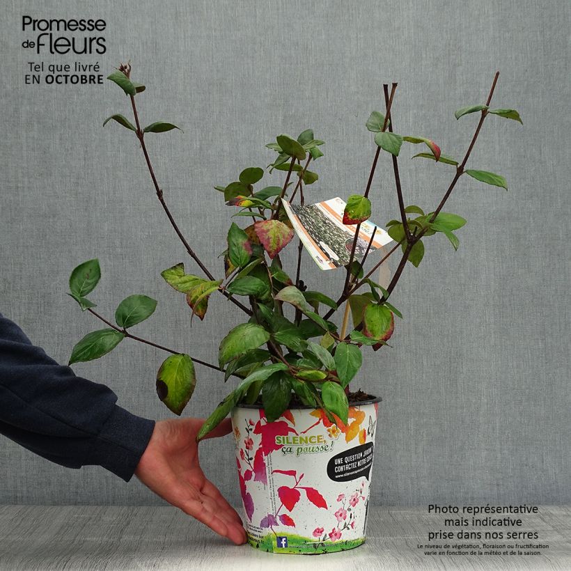 Exemplaar van Viburnum burkwoodii Mohawk - Sneeuwbal Pot van 4 l/5 l zoals geleverd in de herfst