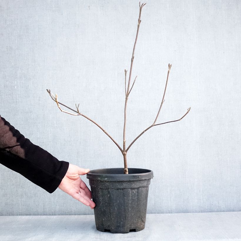 Exemplaar van Viburnum furcatum - Sneeuwbal furcatum Pot van 6 l/7 l zoals geleverd in de winter