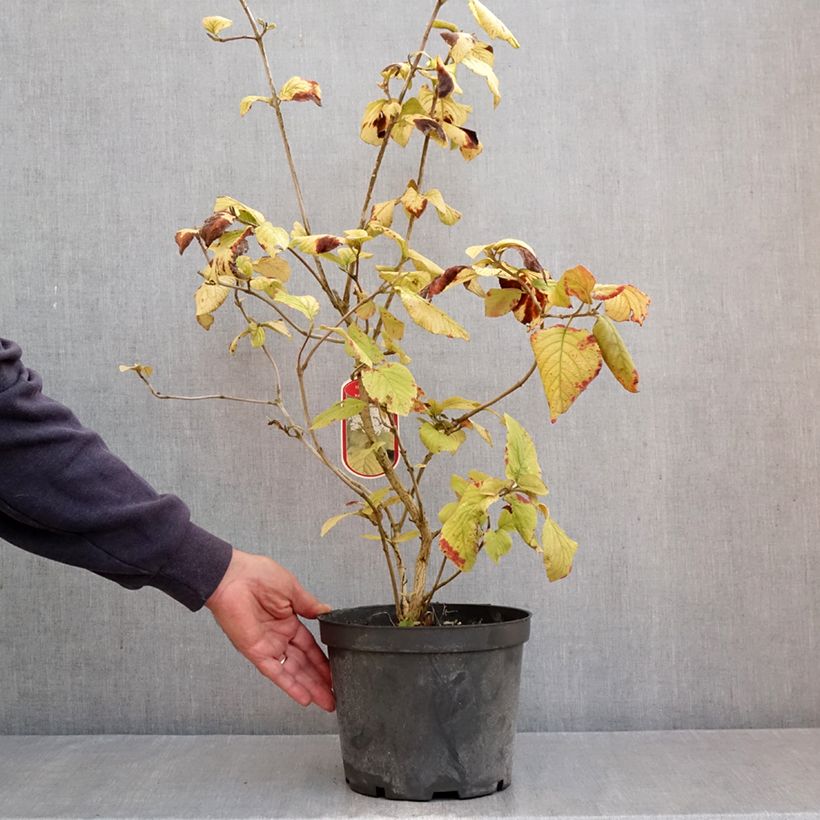 Exemplaar van Viburnum lantana Aureum - Wollige sneeuwbal Pot van 4 l/5 l zoals geleverd in de herfst