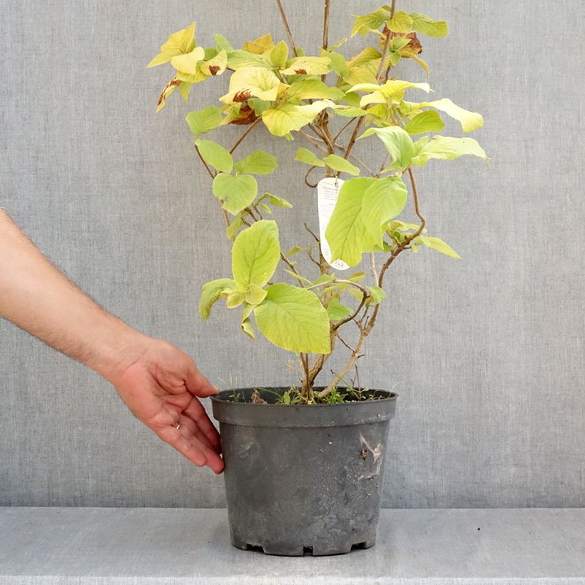 Exemplaar van Viburnum lantana Aureum - Wollige sneeuwbal Pot van 4 l/5 l zoals geleverd in de zomer