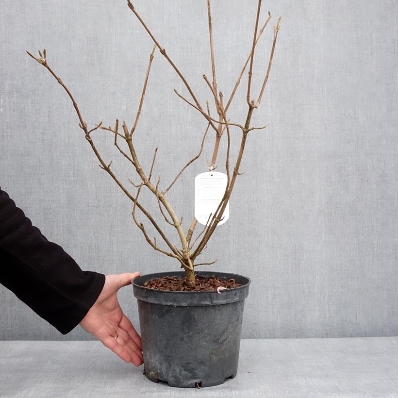 Exemplaar van Viorne lantane - Viburnum lantana Aureum Pot de 4L/5L zoals geleverd in de winter
