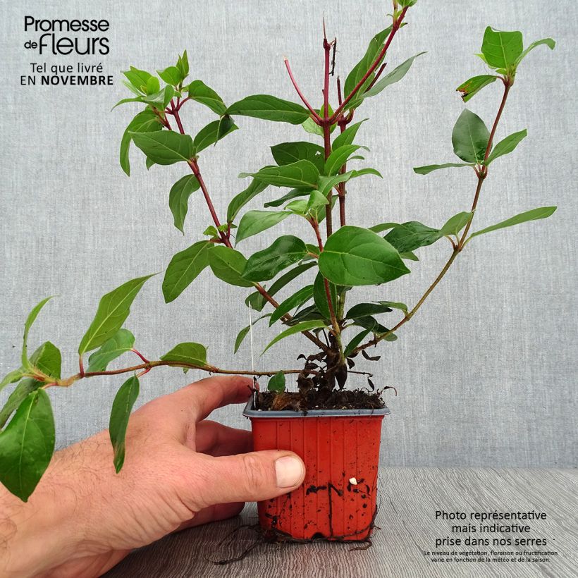 Exemplaar van Viburnum tinus - Lauriersneeuwbal Kweekpotje van 8/9 cm zoals geleverd in de herfst