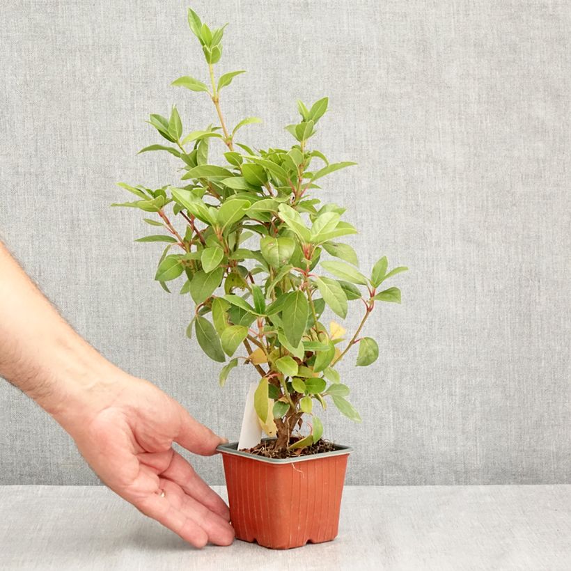 Exemplaar van Viburnum tinus - Lauriersneeuwbal Kweekpotje van 8/9 cm zoals geleverd in de zomer